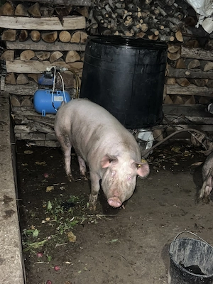 Porc de vanzare