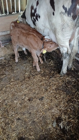 Vaca la prima fătare cu doi viței.