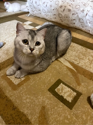 British shorthair silver - imagine 2