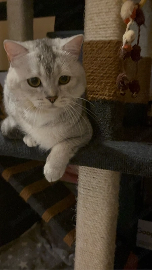 British shorthair silver - imagine 3
