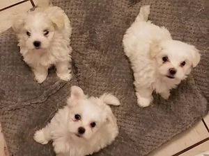 Vand catei,rasa bichon,albi! - imagine 3