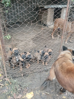 Catei Cobanesc  Belgian 