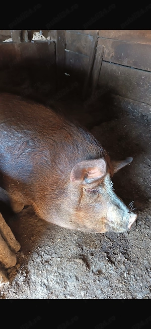 De vânzare Porc 3500 lei  - imagine 3