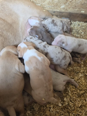 Bully XL puiuti cu pedigree - imagine 2