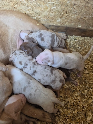 Bully XL puiuti cu pedigree