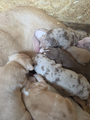 Bully XL puiuti cu pedigree - imagine 3