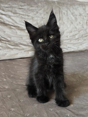 Pui pisica Maine Coon - imagine 3