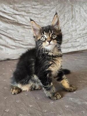 Pui pisica Maine Coon - imagine 2