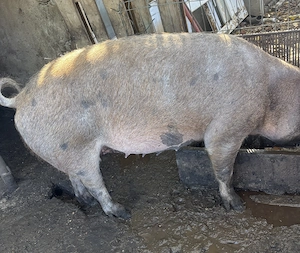 De vanzare porc gras 