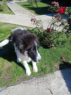 Donez Cățel ciobănesc - imagine 3
