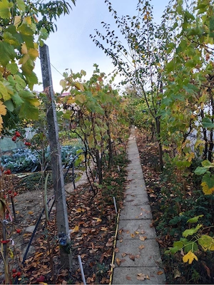 Proprietar vand casa cu teren in Lugoj - imagine 10