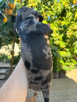Teckel Fetita Arlechin mini