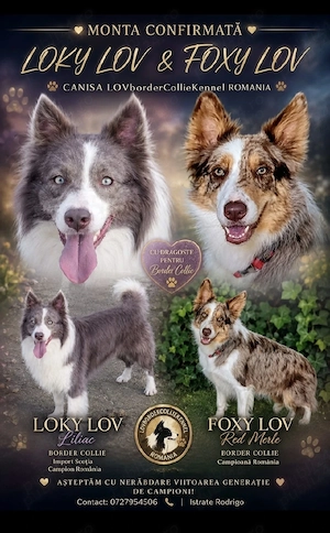 Border Collie Pedigree export  - imagine 3