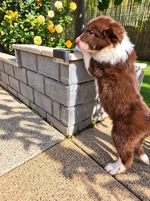 Border Collie Pedigree export  - imagine 2