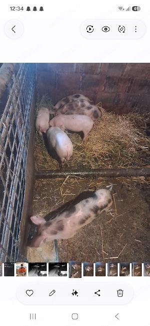 Purcei de vânzare! 