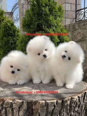 Pomeranian mini toy rasa pura - imagine 2