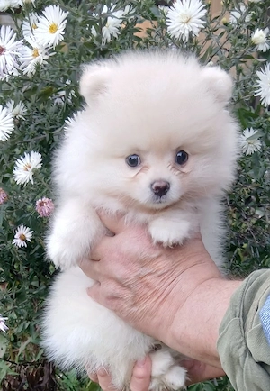 Pomeranian mini toy rasa pura - imagine 3