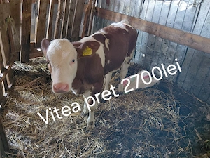 Vand un tauras si trei vitele