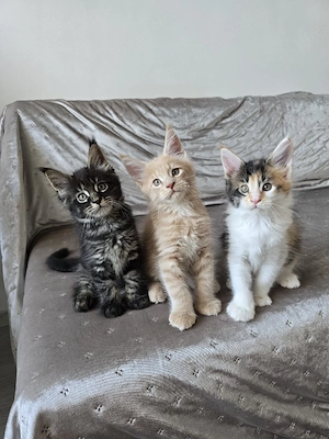Pui pisica Maine Coon - imagine 5