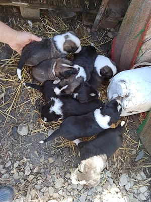 8 căței spre adopție!!! - imagine 4