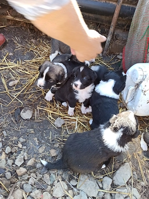8 căței spre adopție!!! - imagine 5