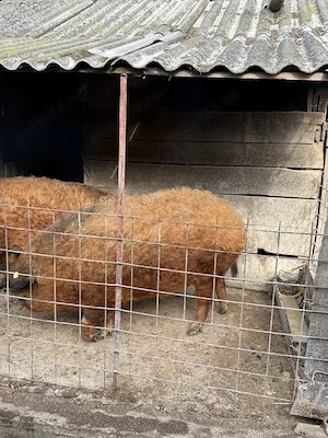 Porc Mangaliță de taiat