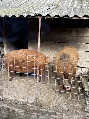 Porc Mangaliță de taiat - imagine 2