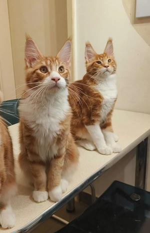 Pui de pisica Maine Coon - imagine 3