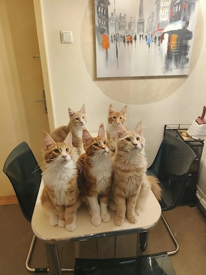 Pui de pisica Maine Coon