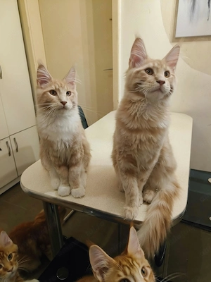 Pui de pisica Maine Coon - imagine 2