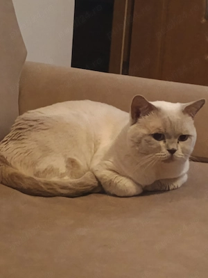 Motan british shorthair - imagine 2