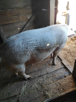porc de vanzare - imagine 4