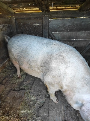 porc de vanzare - imagine 3