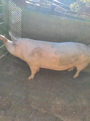 porc de vanzare - imagine 2
