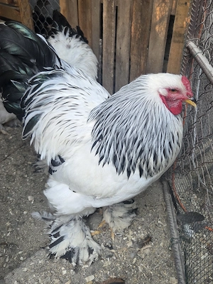  Cocosi Brahma Hd tineri  - imagine 2