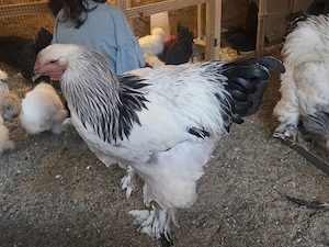  Cocosi Brahma Hd tineri  - imagine 3