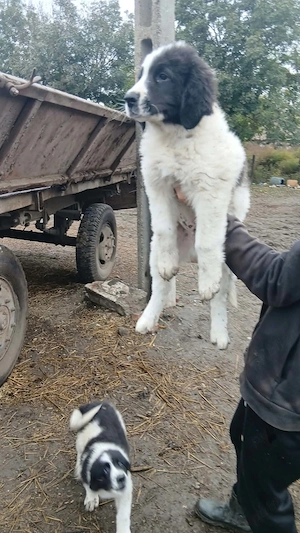 Vand femela ciobanesc de bucovina  - imagine 3