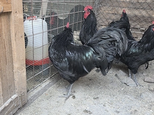 Cocosi Australorp tineri - imagine 4
