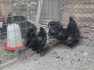 Cocosi Australorp tineri - imagine 3