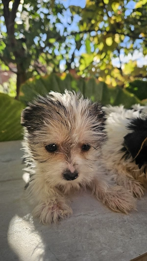 Yorkshire terrier biewer - imagine 3
