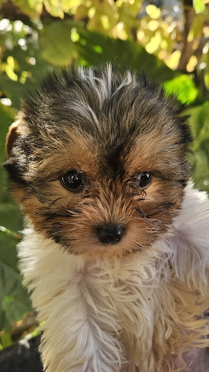 Yorkshire terrier biewer - imagine 2