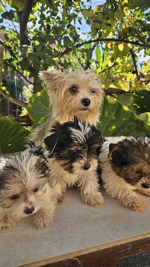 Yorkshire terrier biewer - imagine 5