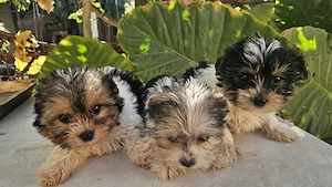 Yorkshire terrier biewer