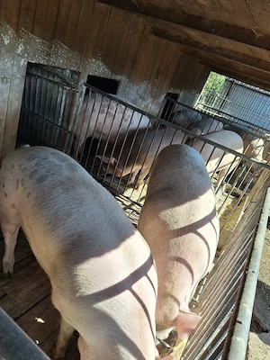 Porci mari + șoldani, crescuți cu cereale 