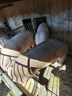 Porci mari + șoldani, crescuți cu cereale  - imagine 3