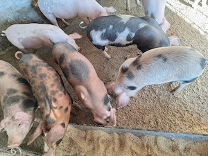 Porci mari + șoldani, crescuți cu cereale  - imagine 5