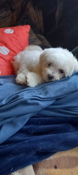 Bichon Maltez   4 puiuți disponibili, 2 fetițe și 2 băieței - imagine 4