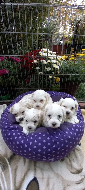 Bichon Maltez   4 puiuți disponibili, 2 fetițe și 2 băieței - imagine 5