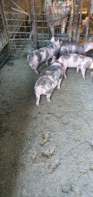 purcei 8 saptamini