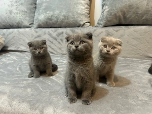 Scottish Fold 